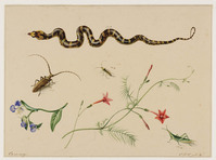 BB+ 019
<br/>
Studieblad met slang, drie insecten en enkele bloemtakken
<br/>
<em>Koning, Elisabeth Johanna (1816-1887)</em>